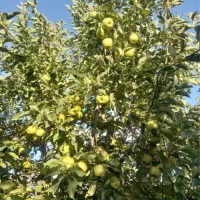 سیب دست چین ابدار قرمزو زرد