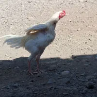 مرغ بلوچی ۶عدد خروس 1عددماکیان ۱عددگوچ|حیوانات مزرعه|ایرانشهر, |دیوار