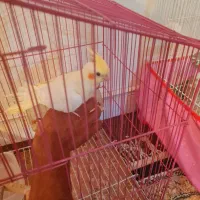 عروس هلندی نر آماده دستی شدن