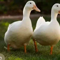 ۴ عدد اردک برای فروش ۷ ماهه