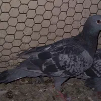 کبوتر پلاکی|پرنده|اصفهان, ملاصدرا|دیوار