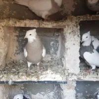 فروش کفتر طوقی