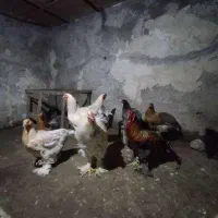 فروش مرغ و خروس امپراطور تخم گذار به شرط