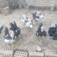خروس گلین لری جوان
