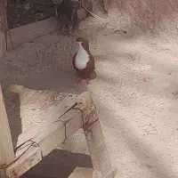 کبوتر ریش سرخ