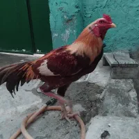 مرغ خروس پاکستانی فروشی