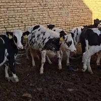 گوساله ماده شرکتی