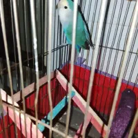 کوتوله زیبا بازیگوش