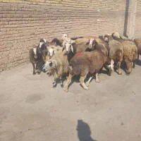 میش آبستن جوان