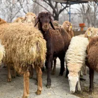 تضمین کیفیت تضمین سلامت دام پرواری زنده کشتاری