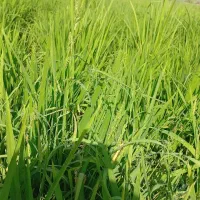نیاز مند کارگر افغانی