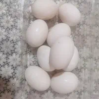 تخم اردک خانگی