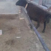 میش هترو با یک سیاه|حیوانات مزرعه|نیشابور, شهرک اندیشه|دیوار