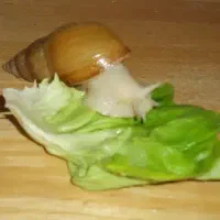 حلزون آچاتینا