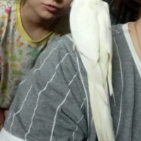 عروس هلندی نر و ماده|پرنده|فردیس, شهرک شهید حسینی|دیوار