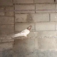 کفترکله  برنجی نرمست مست