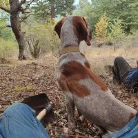 توله شکاری ترافل|سگ|گلی داغ, |دیوار