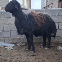 قوچ قزل افشار اصل بدون پشم