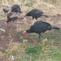 بوقلمون در شهرستان شوط|حیوانات مزرعه|ماکو, |دیوار