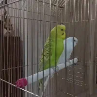 مرغ عشق و عروس هلندی