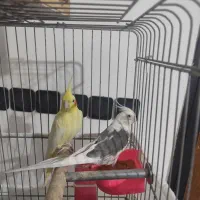 عروس هلندی کشیده و درشت بینظیر|پرنده|صباشهر, |دیوار