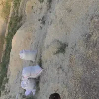 کاه جو و کاه سبزه