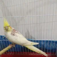 جوجه عروس هلندی لوتینو|پرنده|امیدیه, |دیوار