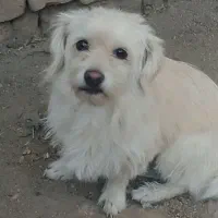 سگ پاپی