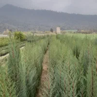 انواع نهال اوکالیپتوس و..|گل و گیاه طبیعی|قرق, |دیوار