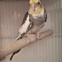 پرنده عروس هلندی|پرنده|مشهد, قائم|دیوار