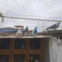 کفتر تیر ماهی|پرنده|نوشهر, |دیوار