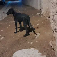 سگ تازی فروشی چهار ماهه