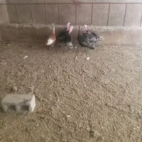 بوقلمون ماده قرمز کرچ یک هفته میشه که خوابیده