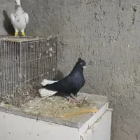 زاغ دم سفید اصیل