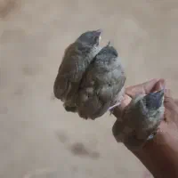 پرنده