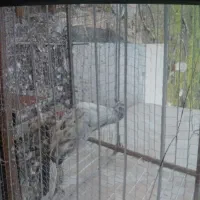 فروش کبوتر بالق|پرنده|فریدونکنار, |دیوار