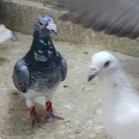 دسته سوسکی بزک