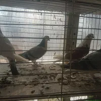 دمگیروتهرونی|پرنده|اصفهان, ارغوانیه|دیوار