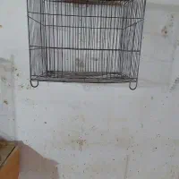 قفس|لوازم جانبی حیوانات|رشت, شهرک صبا|دیوار