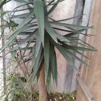 یوکا|گل و گیاه طبیعی|تولم شهر, |دیوار