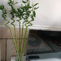 گیاه بامبو زیر قیمت بازار.