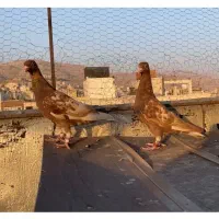میولمنز ماده|پرنده|شیراز, قصرالدشت|دیوار