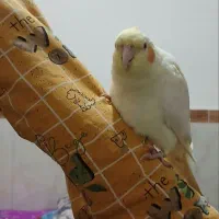 عروس هلندی فوق دستی