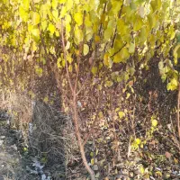 نهال های پربار با تنوع بالا با شهر نهال|خدمات باغبانی و درختکاری|مریوان, |دیوار