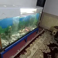 آکواریوم فروشی