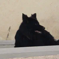 فروش ژرمن بلک یک سالو نیم سگ نر میباشد