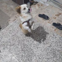 سگ اشمیدز پلیر نر سالم بازی گوش