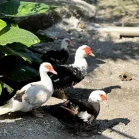 اردک اسرائلی