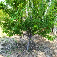 پیش فروش ارقام نهال درخت قطر دار شش ساله
