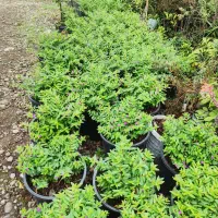 کوفیا یا گل مرجانی سطل ۱۰|گل و گیاه طبیعی|واجارگاه, |دیوار